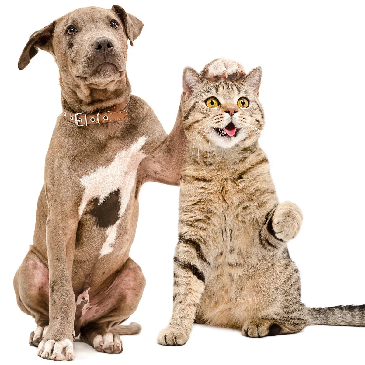 Animal Accessories